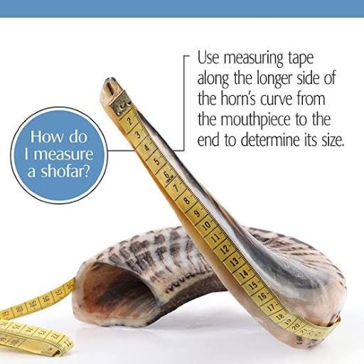 How do I measure a Shofar Resized How do I measure a Shofar Resized
