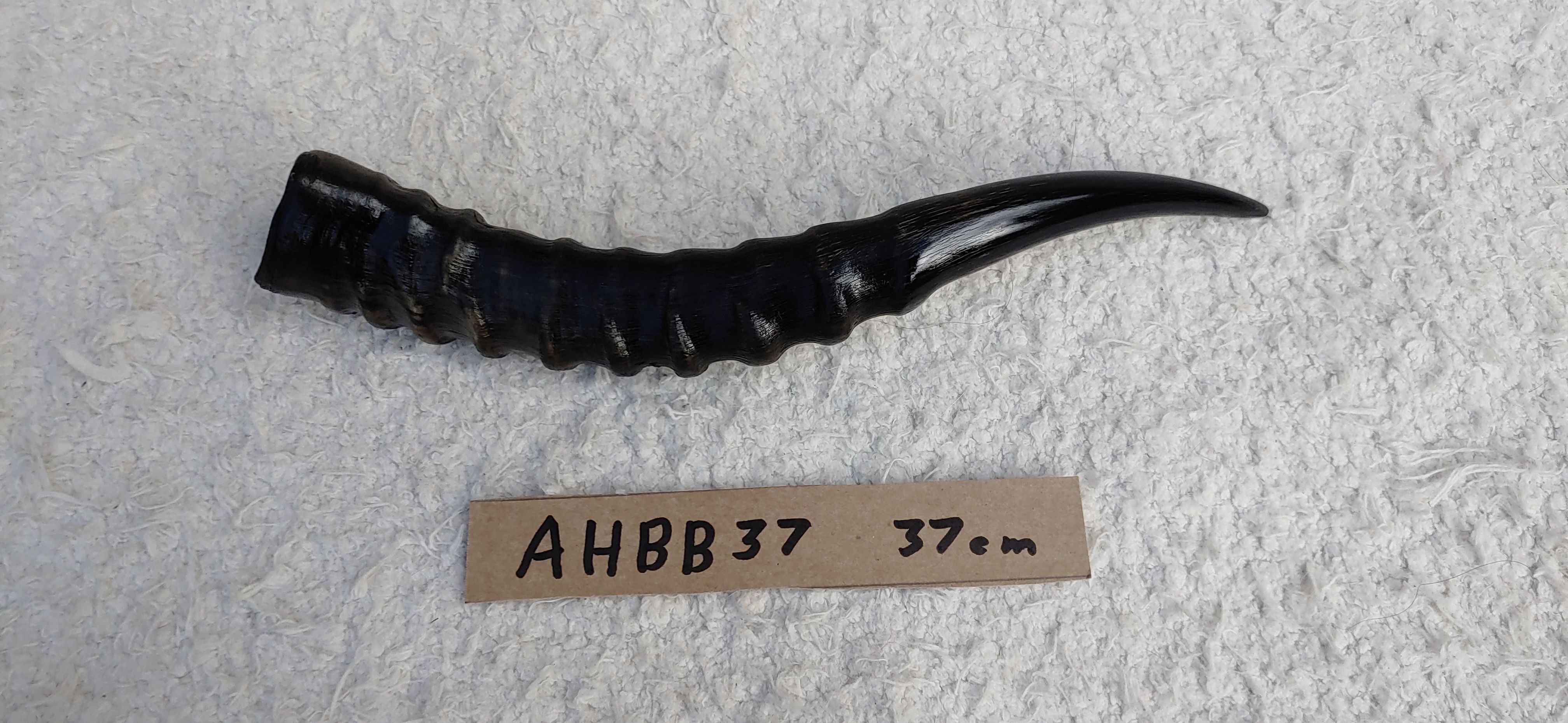 AHBB37a
